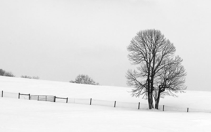 Winter Meadow